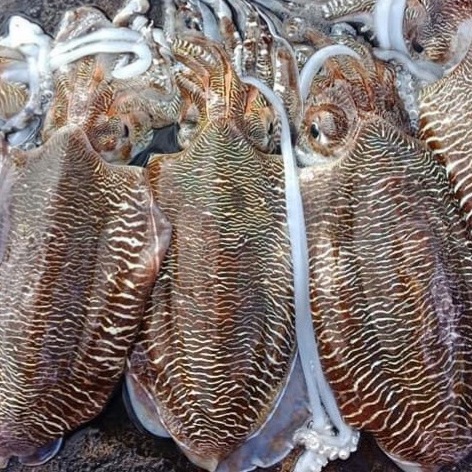 Mực nang là gì?