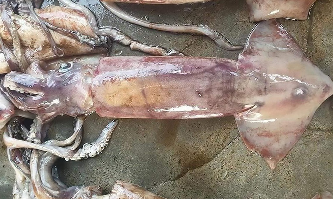 Mực xà (mực ma)