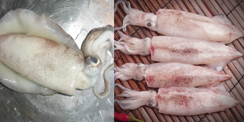 Mực lá khác gì mực ống?