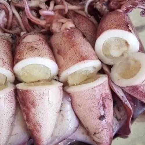 Mực trứng (mực sữa)
