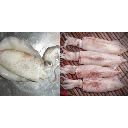 Mực lá khác gì mực ống?