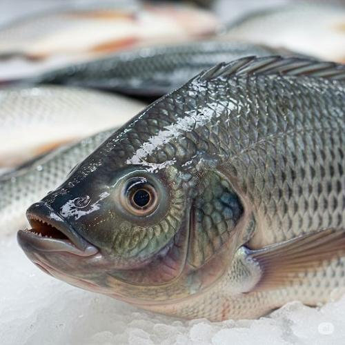 Bệnh Gout Ăn Cá Được Không? Bệnh Gout Nên Ăn Và Kiêng Loại Cá Nào?