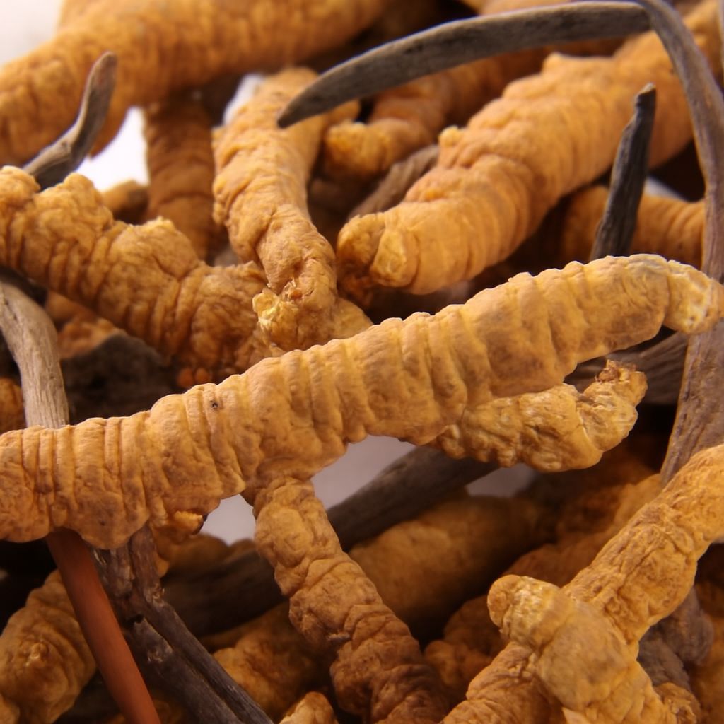 Đông trùng hạ thảo tươi nguyên con