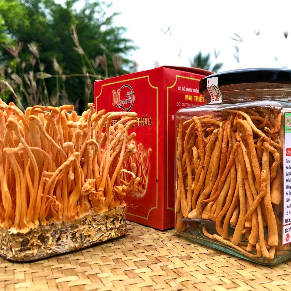Uống đông trùng hạ thảo trước khi đi ngủ tốt không?