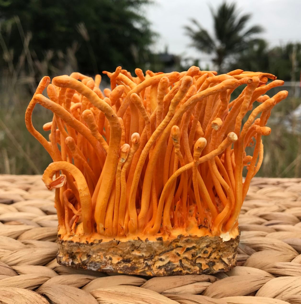 Mùi lạ