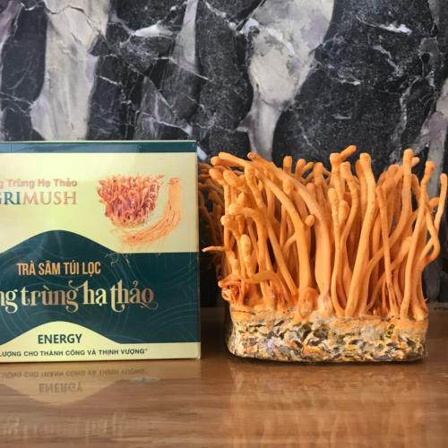 Pha trà đông trùng hạ thảo