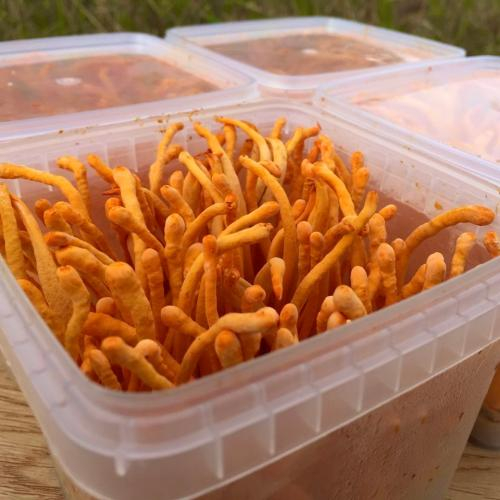 Kiểm tra màu sắc, mùi vị