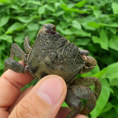 Nguồn gốc muối ba khía