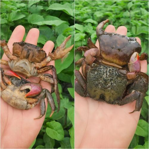 Ba khía là đặc sản ở đâu?