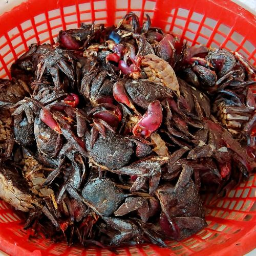 Ba khía có màu gì?