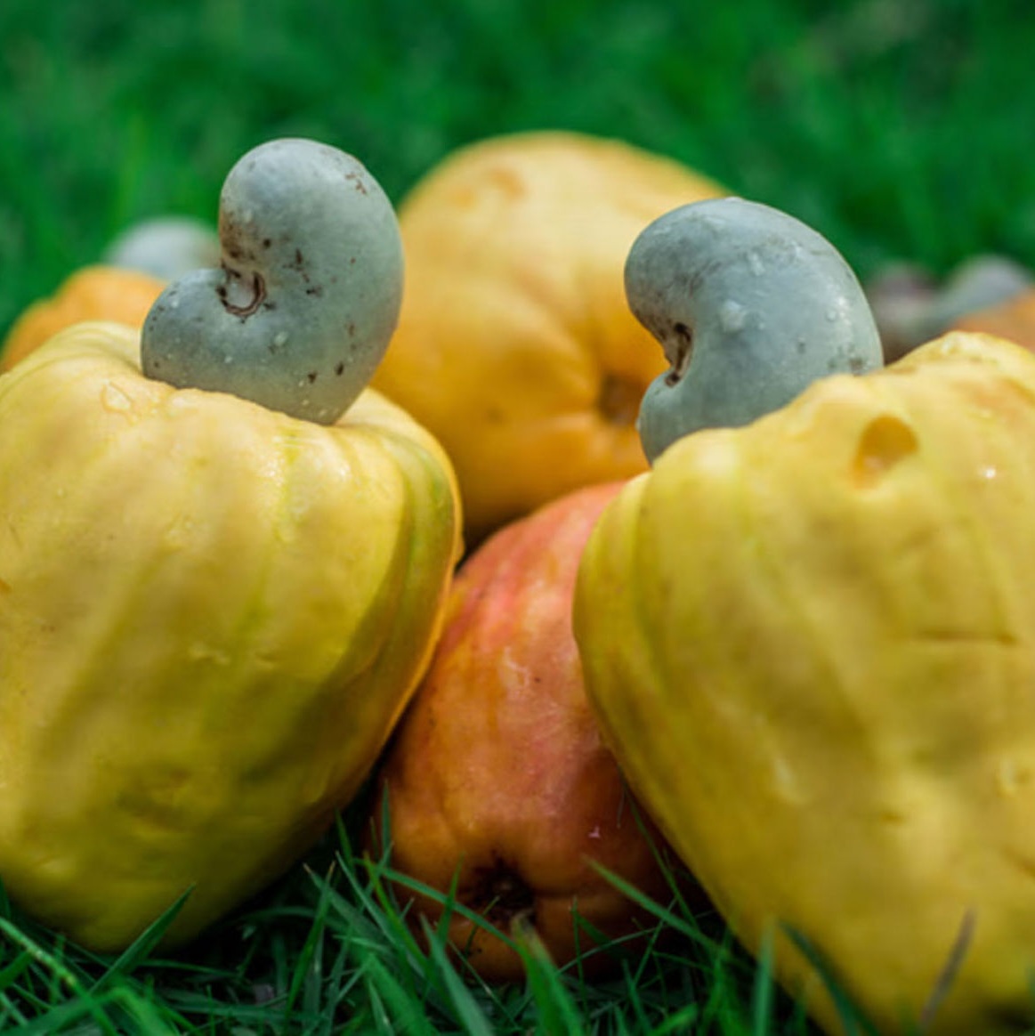 Bảo quản đông lạnh