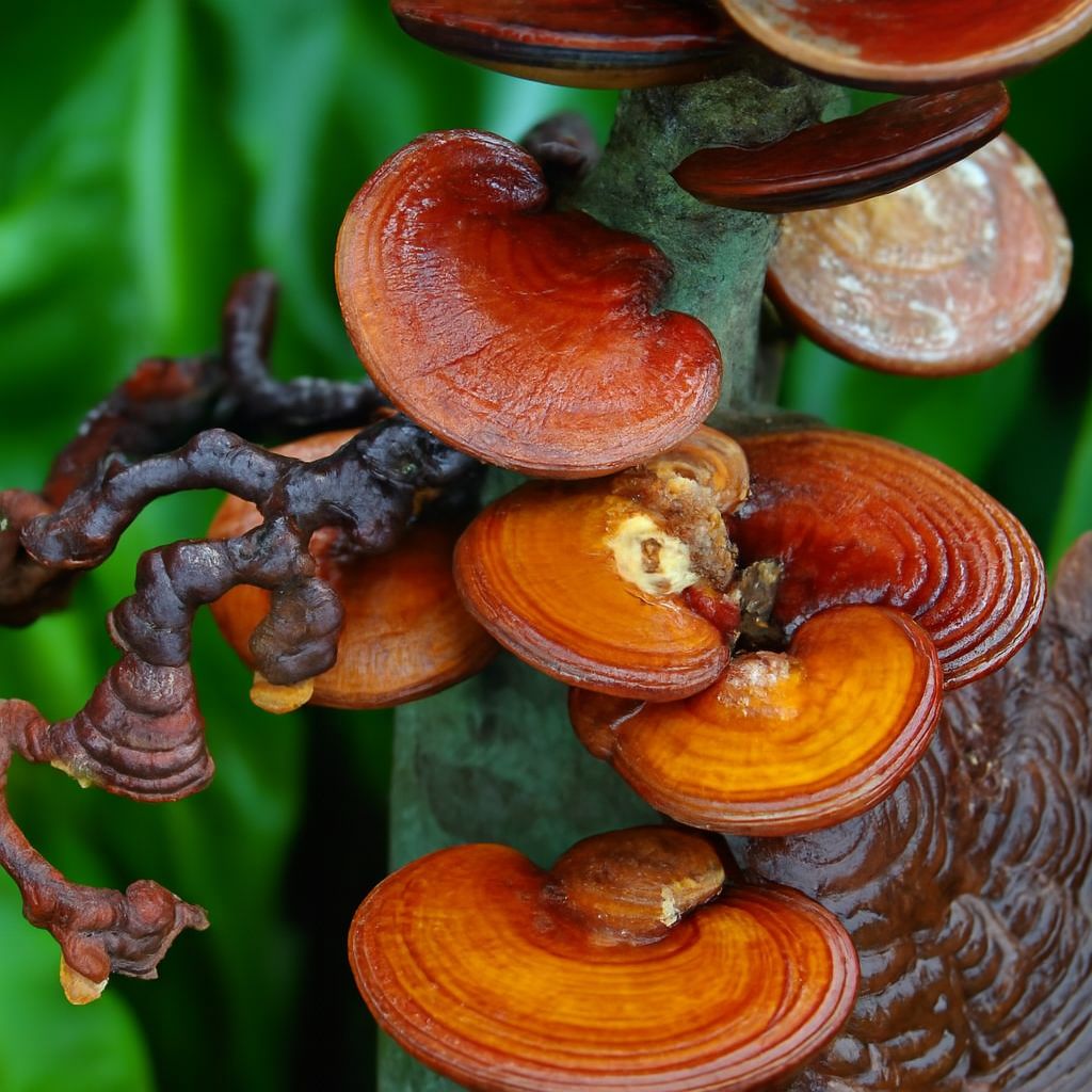 Nấm Linh Chi Để Tủ Lạnh Được Không? Cách Bảo Quản Nấm Linh Chi Tốt Nhất