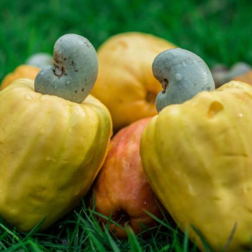 Bảo quản đông lạnh