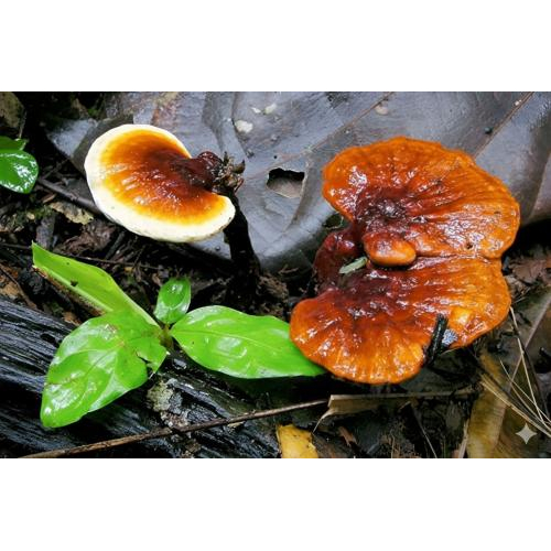 Chọn mua sản phẩm chất lượng