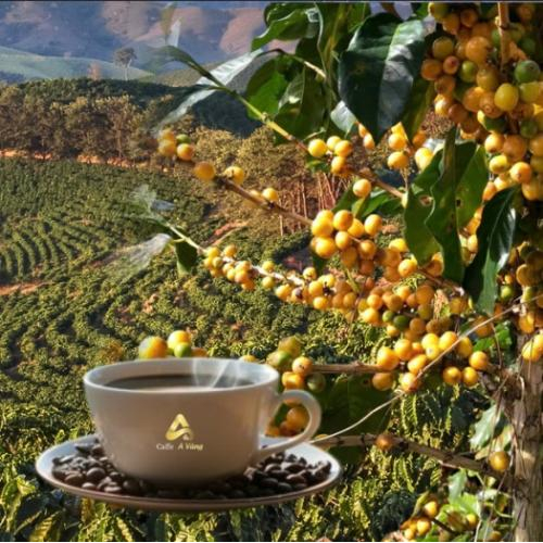 Hành trình hình thành cà phê Bourbon