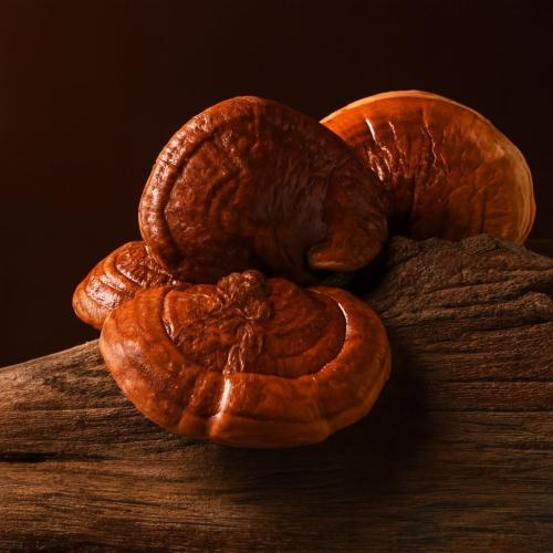 Sấy khô nấm linh chi