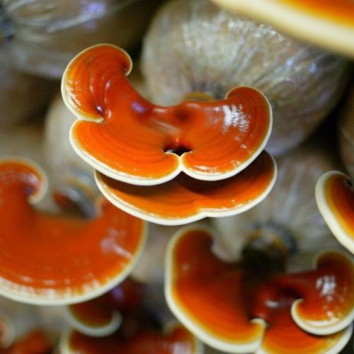 Nấm Linh Chi Đỏ Có Tác Dụng Gì?