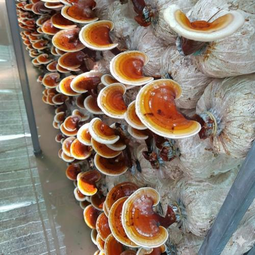 Nấm linh chi nào tốt nhất hiện nay?