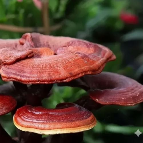 Cách pha trà nấm linh chi và táo đỏ