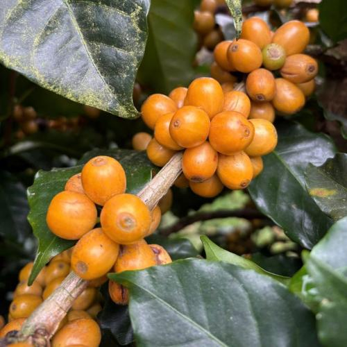 Màu sắc quả chín độc đáo