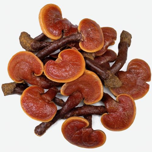 Uống Nấm Linh Chi Nhiều Có Tốt Cho Sức Khỏe Không?