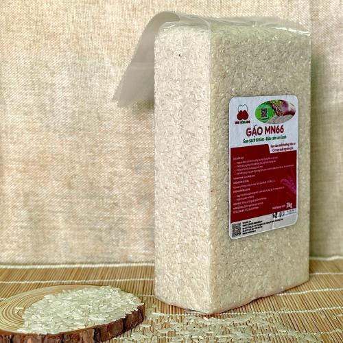 Vì Sao Gạo MN66 Vượt Trội Hơn Hẳn Gạo Thông Thường?