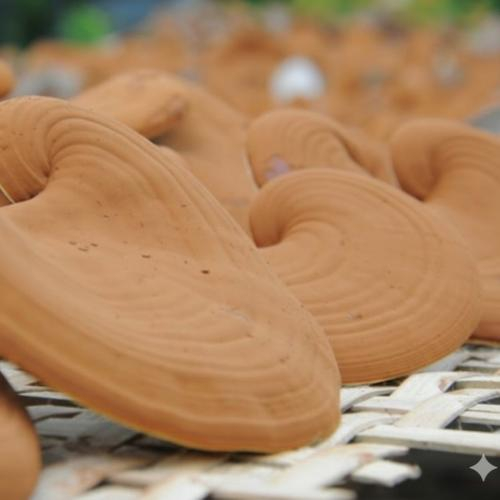 Nấm Linh Chi Rừng Là Gì? Nấm Linh Chi Rừng Có Tác Dụng Gì?