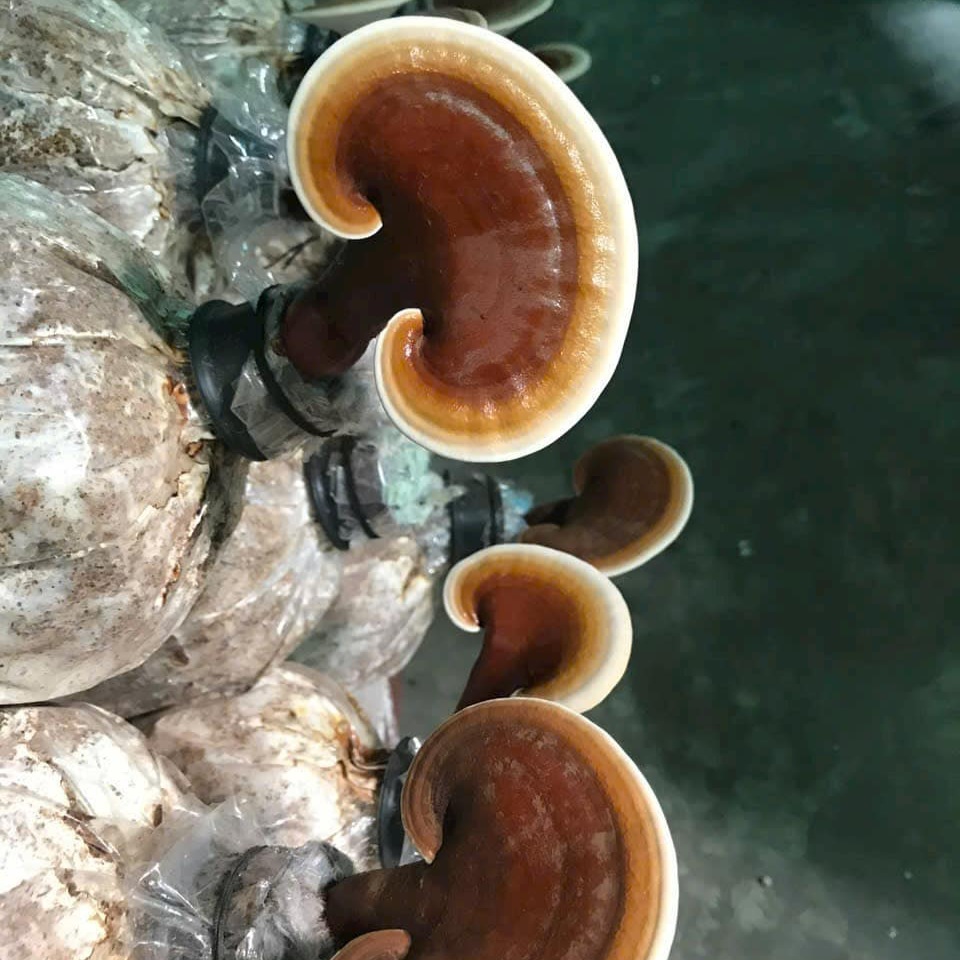 Tham khảo ý kiến chuyên gia