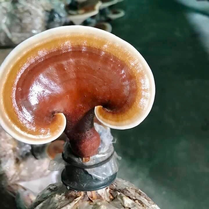 Hỗ trợ cải thiện mụn trứng cá