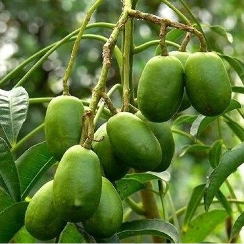 100g cóc tươi bao nhiêu calo?