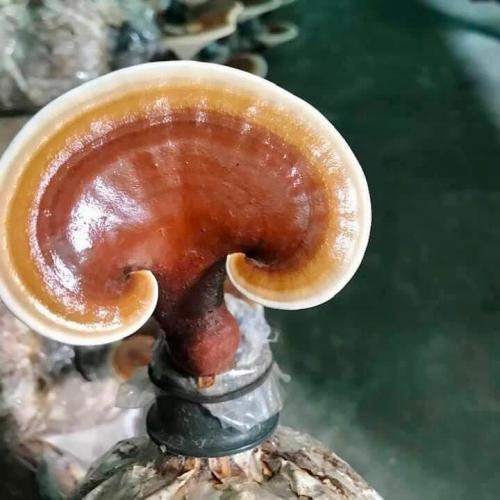 Nấm linh chi không dành cho ai?