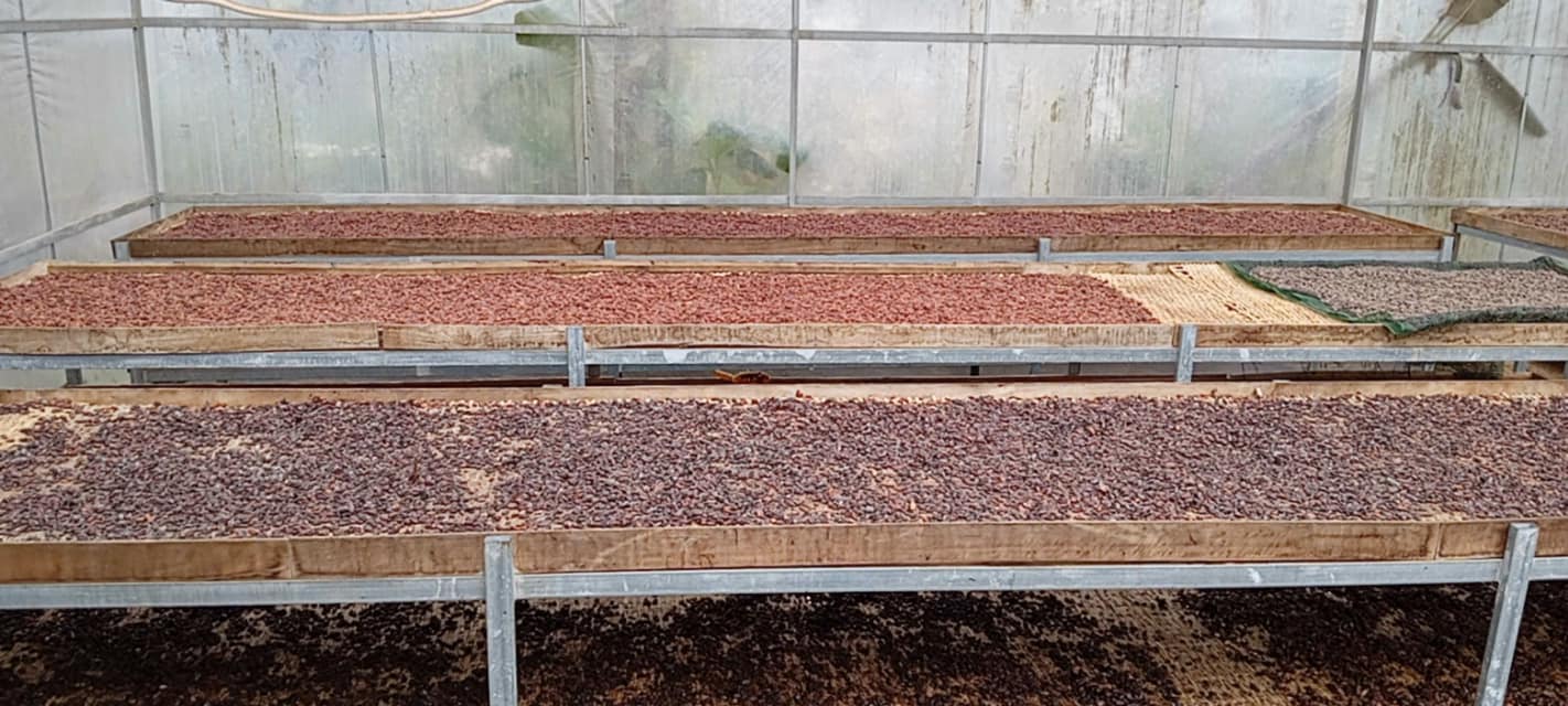 Không qua xử lý kiềm