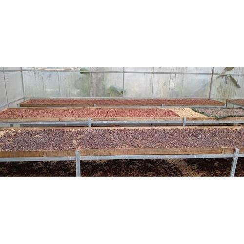 Không qua xử lý kiềm