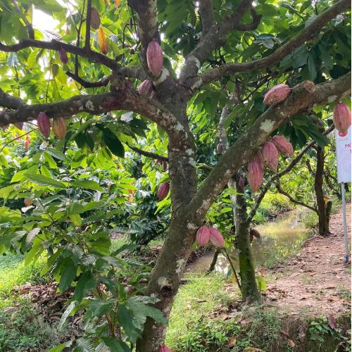 Socola bắt nguồn từ một loại trái cây