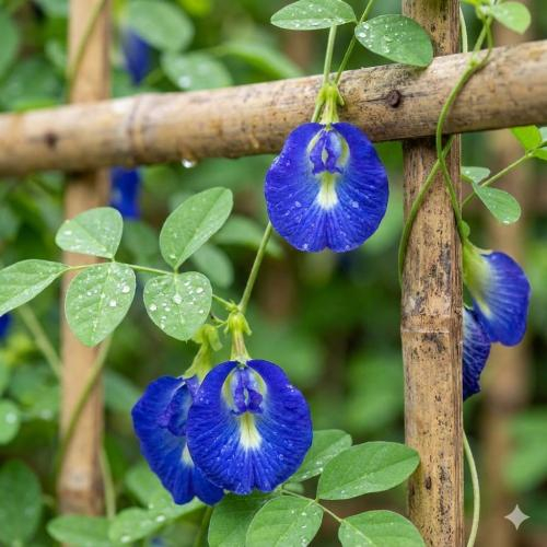 Đông y đáng giá hoa đậu biếc như thế nào?