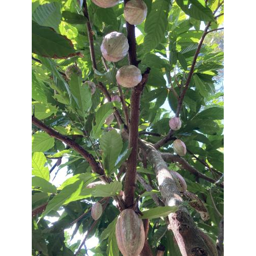 Cây ca cao là gì?