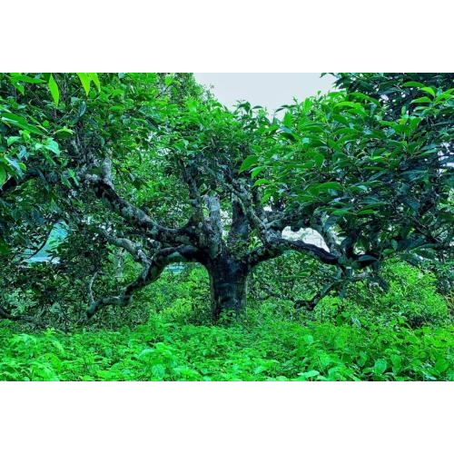 Tinh hoa của đất trời