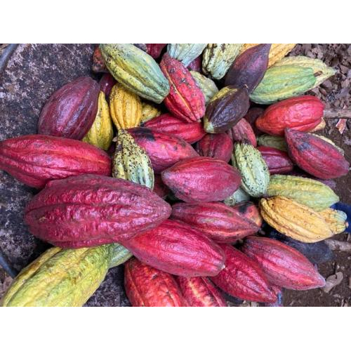 Nguồn gốc hạt cacao