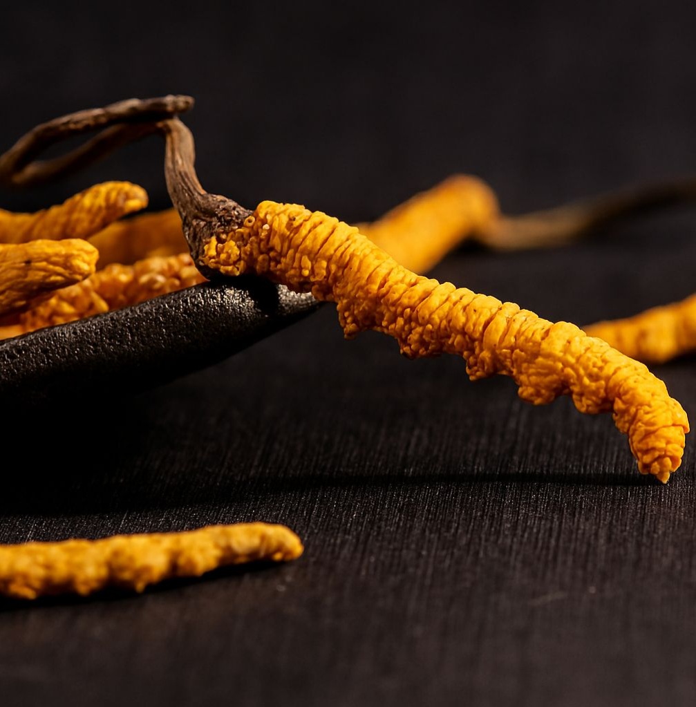 Đông trùng hạ thảo tự nhiên