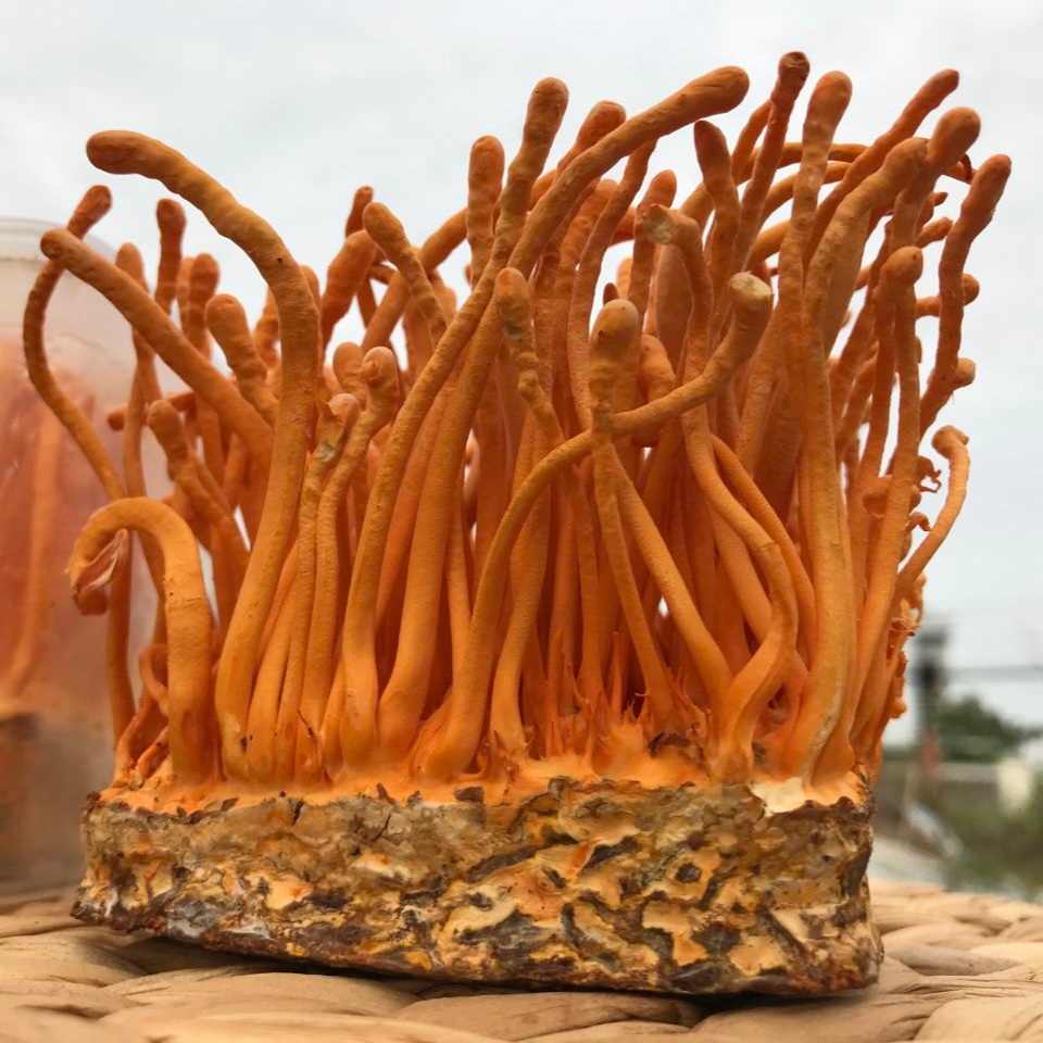 Đông trùng hạ thảo nuôi cấy (Cordyceps militaris)