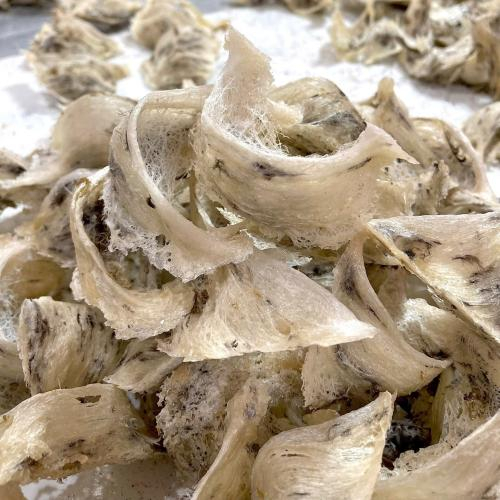 Tìm hiểu về tổ yến