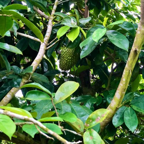 Nguyên liệu đầu vào