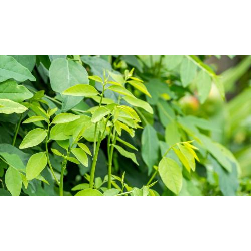 Thành phần chính