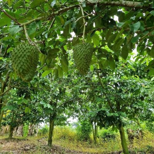 Tham khảo bác sĩ