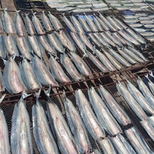 Khô Cá Xanh Xương Đặc Sản Biển Thịt Ngọt Dai, Vị Vừa Ăn