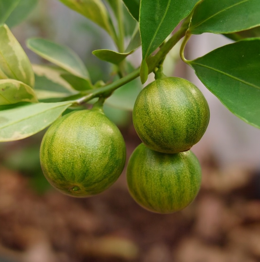 Quất cẩm thạch