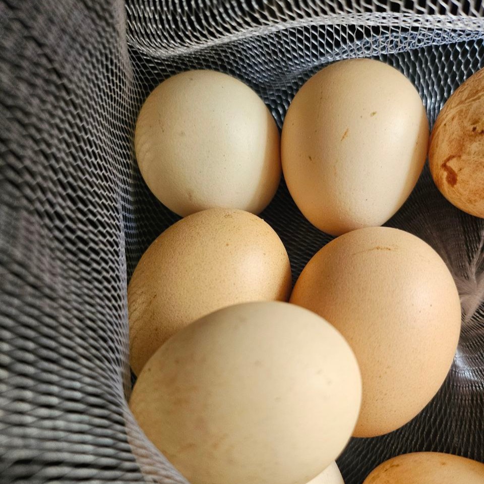 Thành phần dinh dưỡng của trứng gà