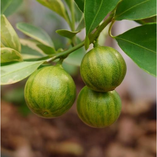 Đắp mặt nạ tắc bao nhiêu phút là tốt?