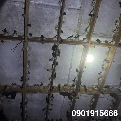 Những Yếu Tố Quyết Định Thành Công Khi Nuôi Yến