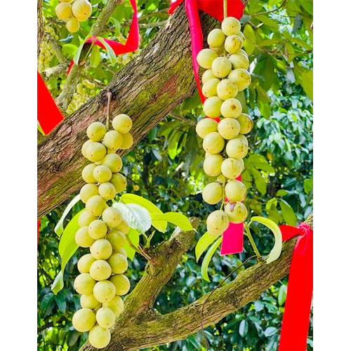 Thông tin chi tiết